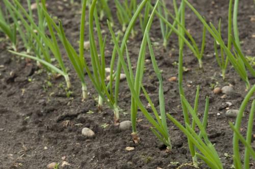 Что нужно посадить на даче в сентябре. Добавление статьи в новую подборку 13