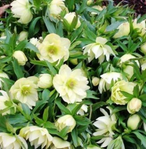 Посадка цветов осенью на даче. Календарь посадок осенью 16 Посадка цветов осенью на даче. Календарь посадок осенью 16