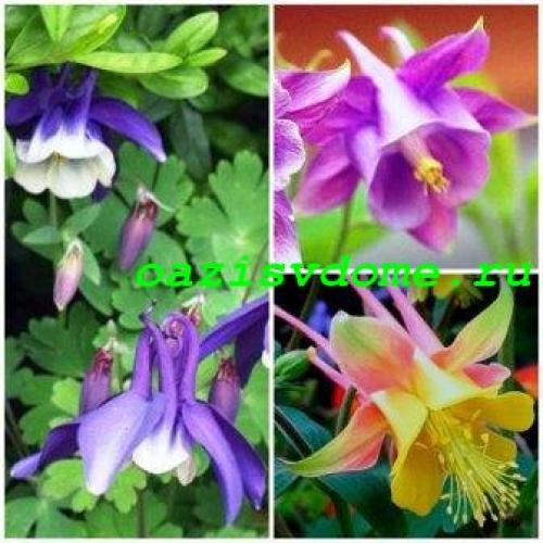 Посадка цветов осенью на даче. Календарь посадок осенью 11 Посадка цветов осенью на даче. Календарь посадок осенью 11