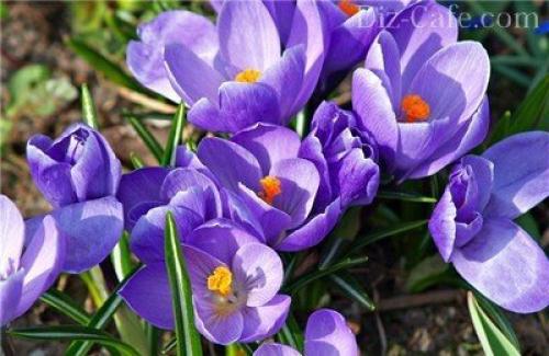 Посадка и пересадка растений осенью. Как и когда пересаживать комнатные растения осенью? 10