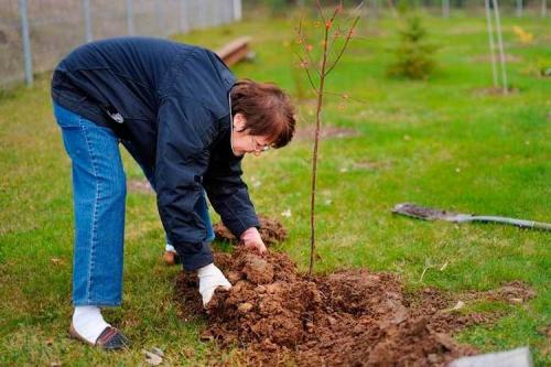 Пересадка плодовых деревьев осенью. Все про осеннюю посадку плодовых деревьев и кустарников: полный разбор