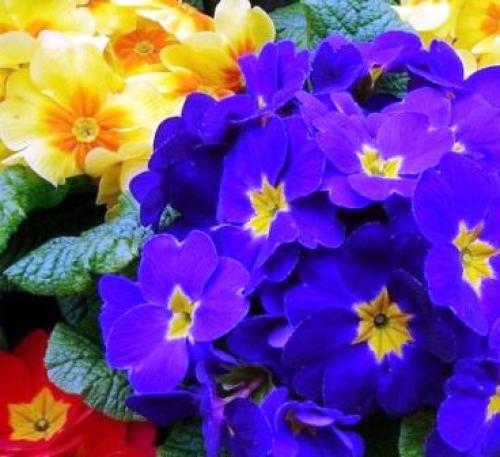 Посадка цветов осенью на даче. Календарь посадок осенью 12 Посадка цветов осенью на даче. Календарь посадок осенью 12