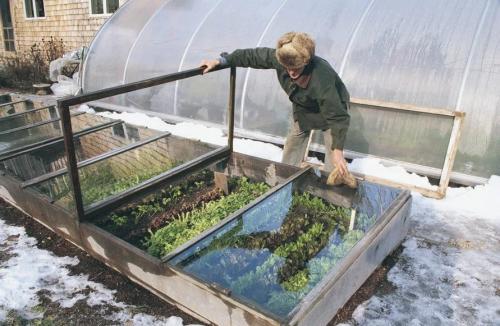 Какие цветы можно посадить осенью дома. 12 цветов, которые можно посадить осенью под зиму + Правила посадки