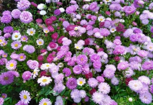 Какие цветы можно посадить осенью дома. 12 цветов, которые можно посадить осенью под зиму + Правила посадки