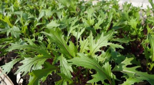 Что сажать в сентябре на даче в открытый грунт. Что посадить в с ентябре: овощи и зелень для получения урожая в этом сезоне