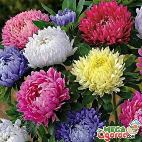 Посадка цветов под зиму в теплице. Топ-20 цветов, которые можно посеять под зиму в открытый грунт