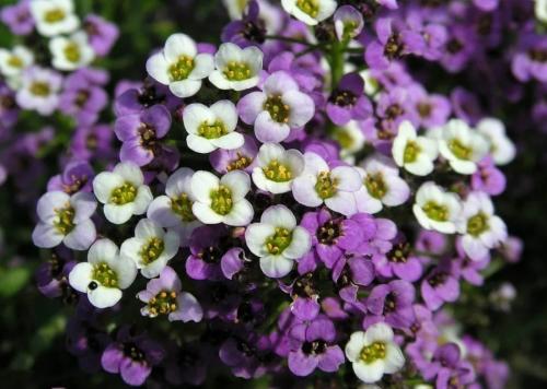 Какие цветы можно посадить осенью дома. 12 цветов, которые можно посадить осенью под зиму + Правила посадки