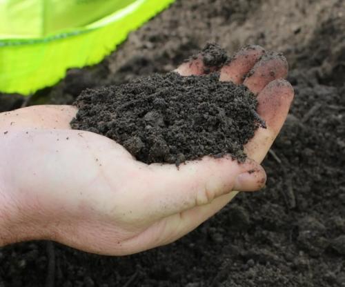 Какие цветы можно посадить осенью дома. 12 цветов, которые можно посадить осенью под зиму + Правила посадки