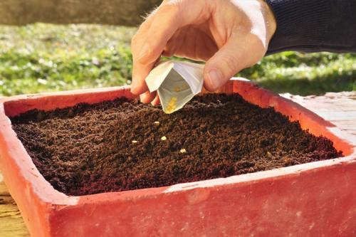 Как сажать цветы под зиму. ТОП-22, какие цветы можно сажать осенью под зиму