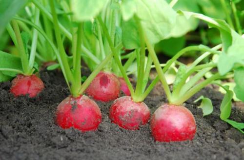 Что сажать в сентябре на даче в открытый грунт. Что посадить в с ентябре: овощи и зелень для получения урожая в этом сезоне