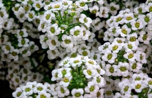 Какие цветы можно посадить осенью дома. 12 цветов, которые можно посадить осенью под зиму + Правила посадки