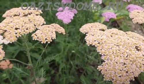 Посадка многолетних цветов под зиму. 26 цветов которые можно посадить осенью под зиму