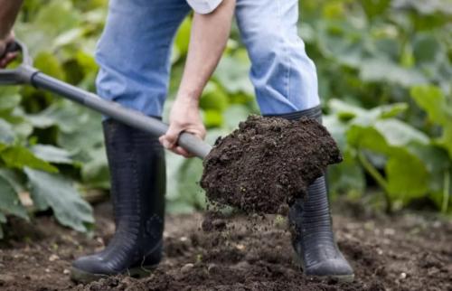 Какие цветы можно посадить осенью дома. 12 цветов, которые можно посадить осенью под зиму + Правила посадки