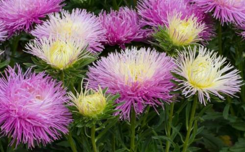 Какие цветы можно посадить осенью дома. 12 цветов, которые можно посадить осенью под зиму + Правила посадки