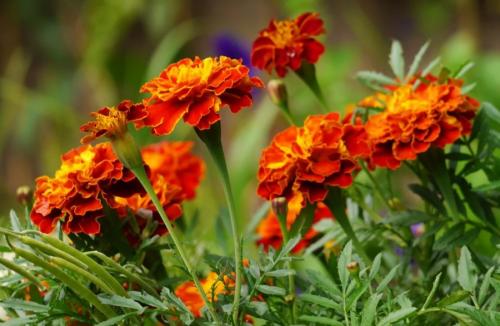 Какие цветы можно посадить осенью дома. 12 цветов, которые можно посадить осенью под зиму + Правила посадки