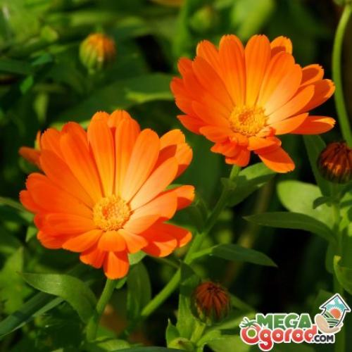 Посадка цветов под зиму в теплице. Топ-20 цветов, которые можно посеять под зиму в открытый грунт