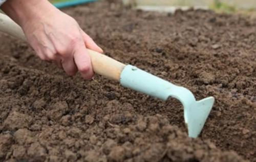 Какие цветы можно посадить осенью дома. 12 цветов, которые можно посадить осенью под зиму + Правила посадки