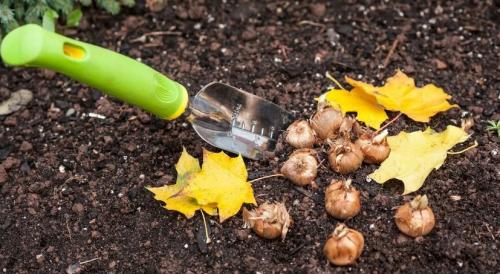 Какие цветы можно посадить осенью дома. 12 цветов, которые можно посадить осенью под зиму + Правила посадки