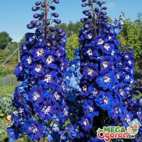 Посадка цветов под зиму в теплице. Топ-20 цветов, которые можно посеять под зиму в открытый грунт