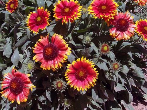 Посадка многолетних цветов под зиму. 26 цветов которые можно посадить осенью под зиму