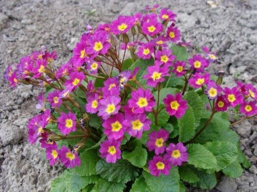 Цветы, которые сажают осенью семенами. Низкорослые многолетние цветы, которые можно и нужно сеять с осени