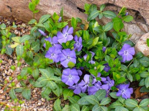 Цветы, которые сажают осенью семенами. Низкорослые многолетние цветы, которые можно и нужно сеять с осени