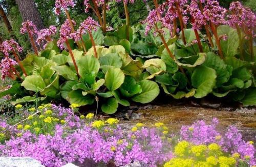 Цветы, которые сажают осенью семенами. Низкорослые многолетние цветы, которые можно и нужно сеять с осени