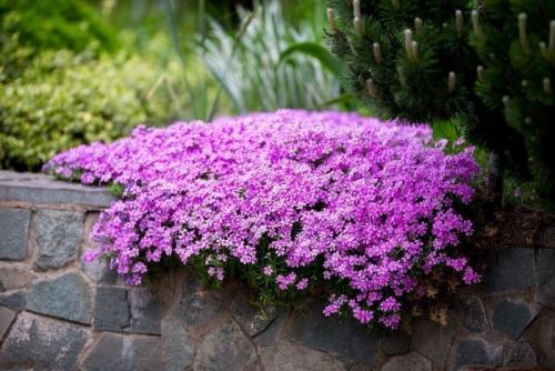 Цветы, которые сажают осенью семенами. Низкорослые многолетние цветы, которые можно и нужно сеять с осени