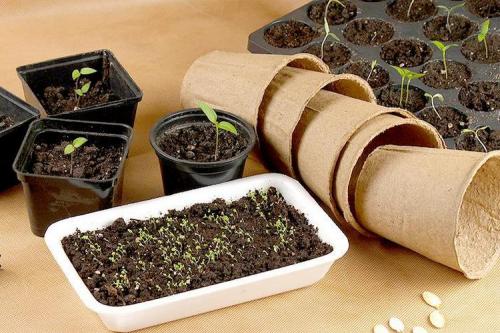 Какие цветы сажать под зиму многолетние. ТОП-22, какие цветы можно сажать осенью под зиму