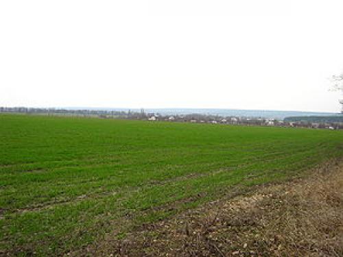 Что можно посадить под зиму на огороде. Зелень и корнеплоды 01