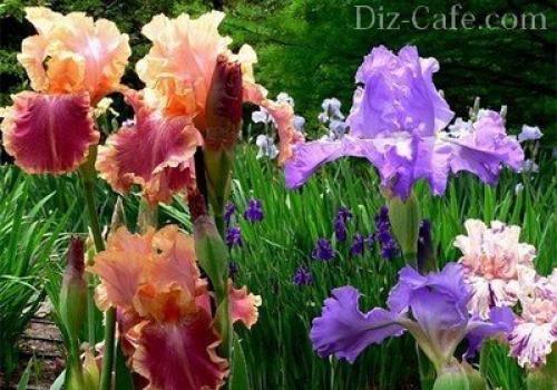 Какие цветы сажают осенью под зиму. Посадка цветов под зиму 21 Какие цветы сажают осенью под зиму. Посадка цветов под зиму 21