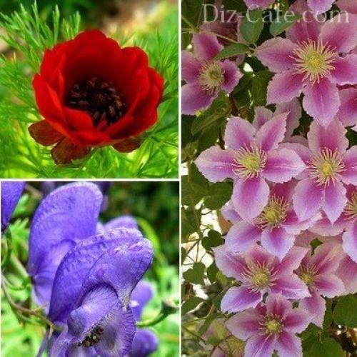 Какие цветы сажают осенью под зиму. Посадка цветов под зиму 19 Какие цветы сажают осенью под зиму. Посадка цветов под зиму 19