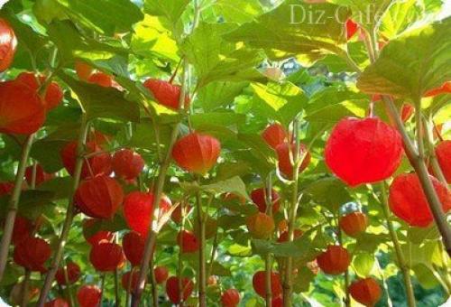 Какие цветы сажают осенью под зиму. Посадка цветов под зиму 24 Какие цветы сажают осенью под зиму. Посадка цветов под зиму 24