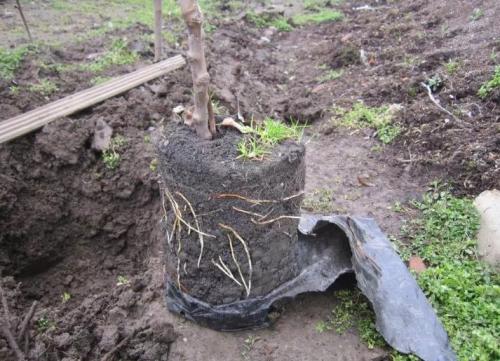 Как посадить деревья осенью. Как правильно сажать деревья осенью: сроки, этапы посадки и разновидности