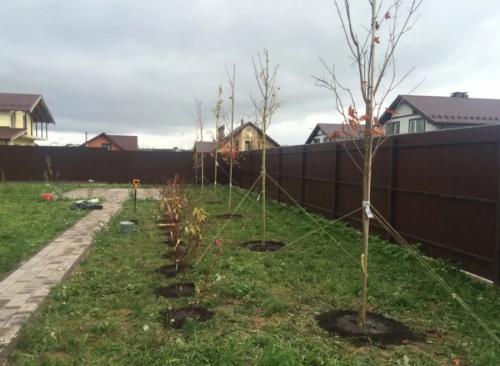 Как посадить деревья осенью. Как правильно сажать деревья осенью: сроки, этапы посадки и разновидности