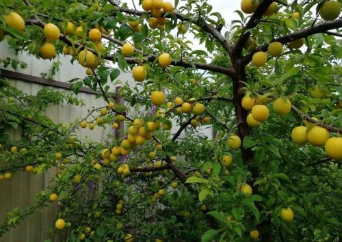 Как посадить деревья осенью. Как правильно сажать деревья осенью: сроки, этапы посадки и разновидности