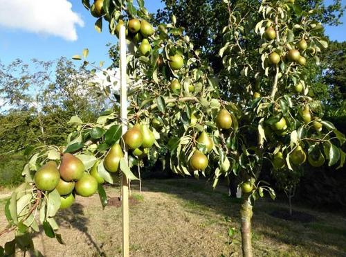 Как посадить деревья осенью. Как правильно сажать деревья осенью: сроки, этапы посадки и разновидности