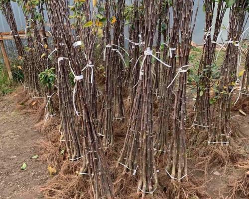 Как посадить деревья осенью. Как правильно сажать деревья осенью: сроки, этапы посадки и разновидности