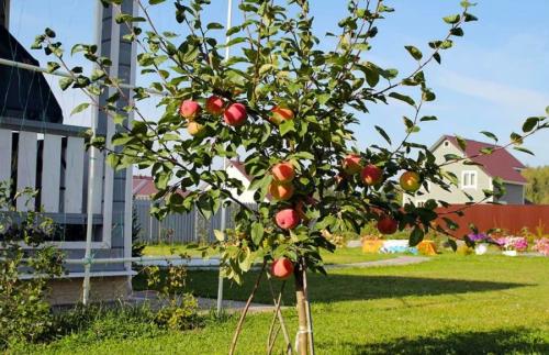 Как посадить деревья осенью. Как правильно сажать деревья осенью: сроки, этапы посадки и разновидности
