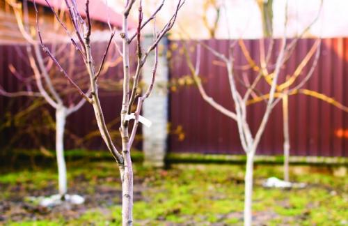 Как посадить деревья осенью. Как правильно сажать деревья осенью: сроки, этапы посадки и разновидности