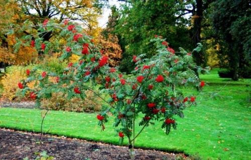 Как посадить деревья осенью. Как правильно сажать деревья осенью: сроки, этапы посадки и разновидности