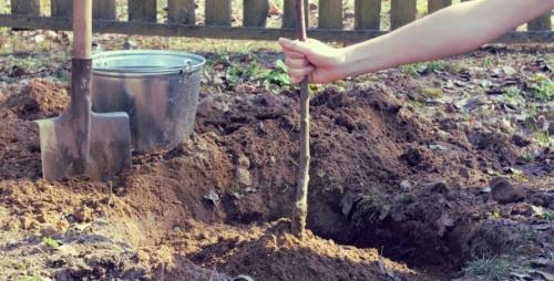 Как посадить деревья осенью. Как правильно сажать деревья осенью: сроки, этапы посадки и разновидности