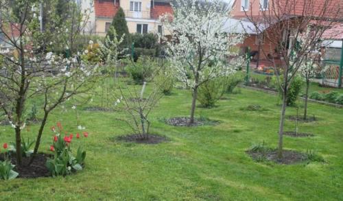 Как посадить деревья осенью. Как правильно сажать деревья осенью: сроки, этапы посадки и разновидности