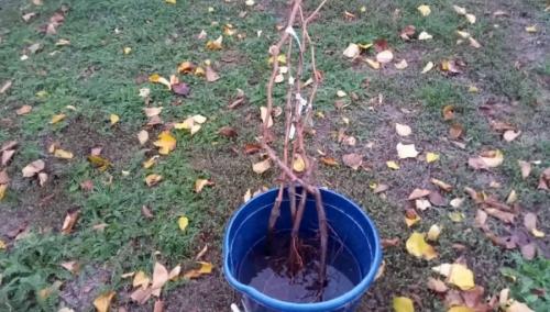 Как посадить деревья осенью. Как правильно сажать деревья осенью: сроки, этапы посадки и разновидности