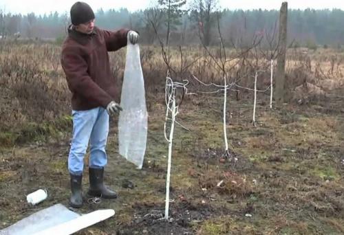 Как посадить деревья осенью. Как правильно сажать деревья осенью: сроки, этапы посадки и разновидности