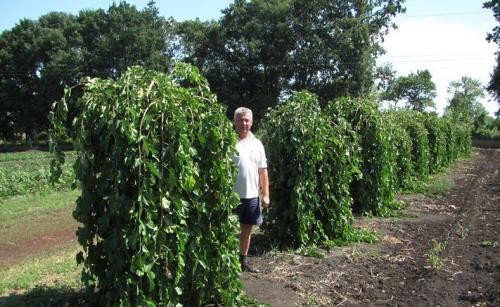 Как посадить деревья осенью. Как правильно сажать деревья осенью: сроки, этапы посадки и разновидности