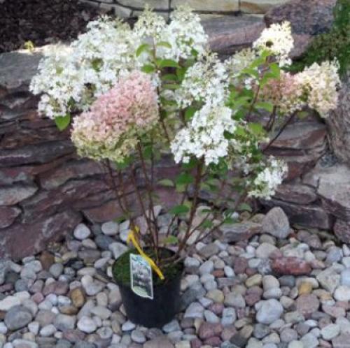 Гортензия бобо. Особенности сорта