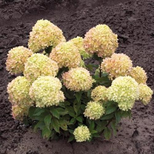 Литл Лайм гортензия. Описание метельчатой гортензии Литл Лайм