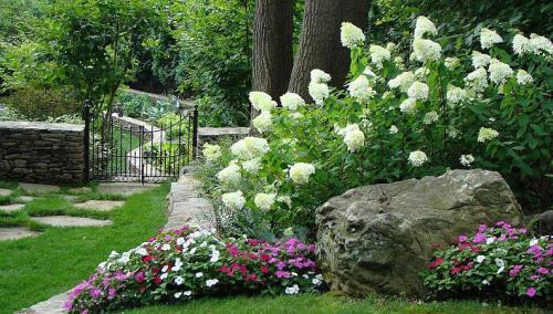 Гортензия Литл лайм: описание сорта. Гортензия метельчатая Литл Лайм: описание сорта, выращивание и уход