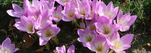 Что сажают в сентябре на даче. Ещё не поздно: что посадить в сентябре в огороде и на даче 10 Что сажают в сентябре на даче. Ещё не поздно: что посадить в сентябре в огороде и на даче 10